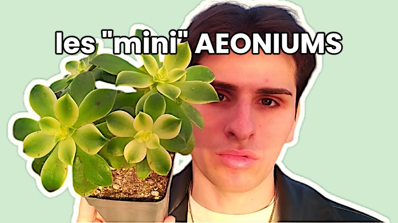 les mini aeoniums, des aeoniums à part
