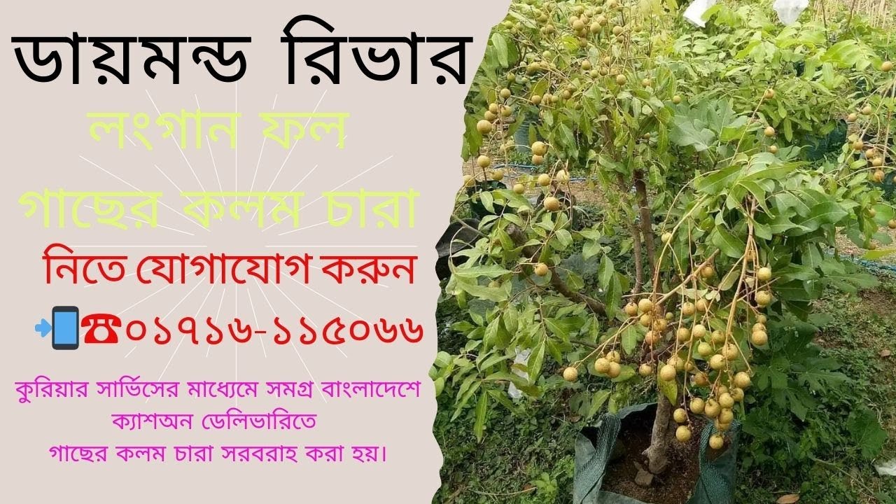 ডায়মন্ড রিভার লংগান ফল গাছের কলম চারা || Diamond River Longan Fruit Tree