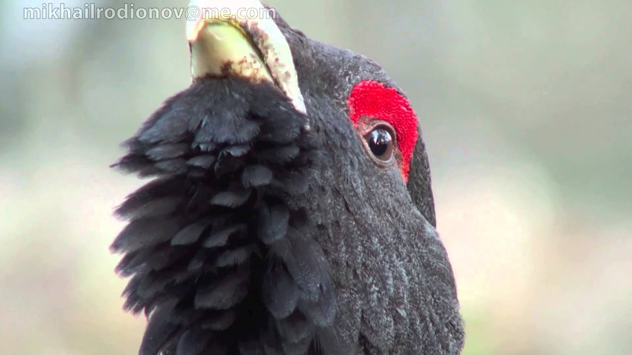 capercaillie