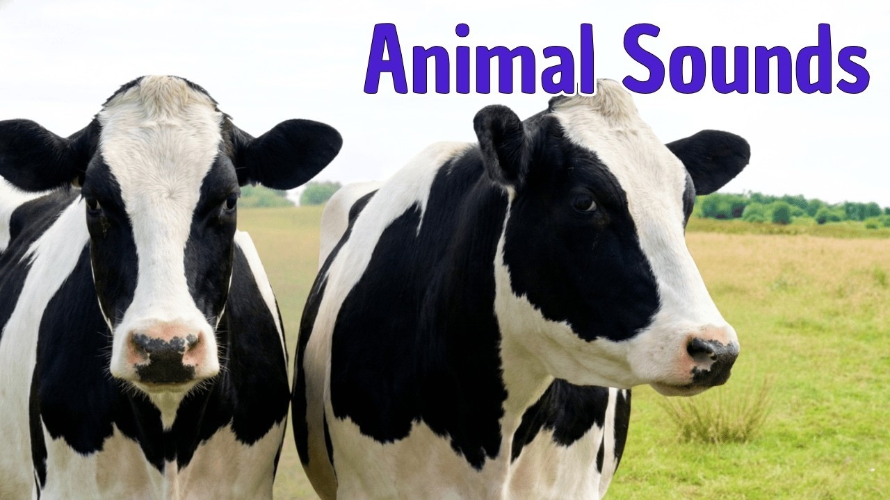 Animal Sounds for Toddlers 🐴🐑 | Learn 20 Farm Animals with Real Pictures | Early Learning for Kids