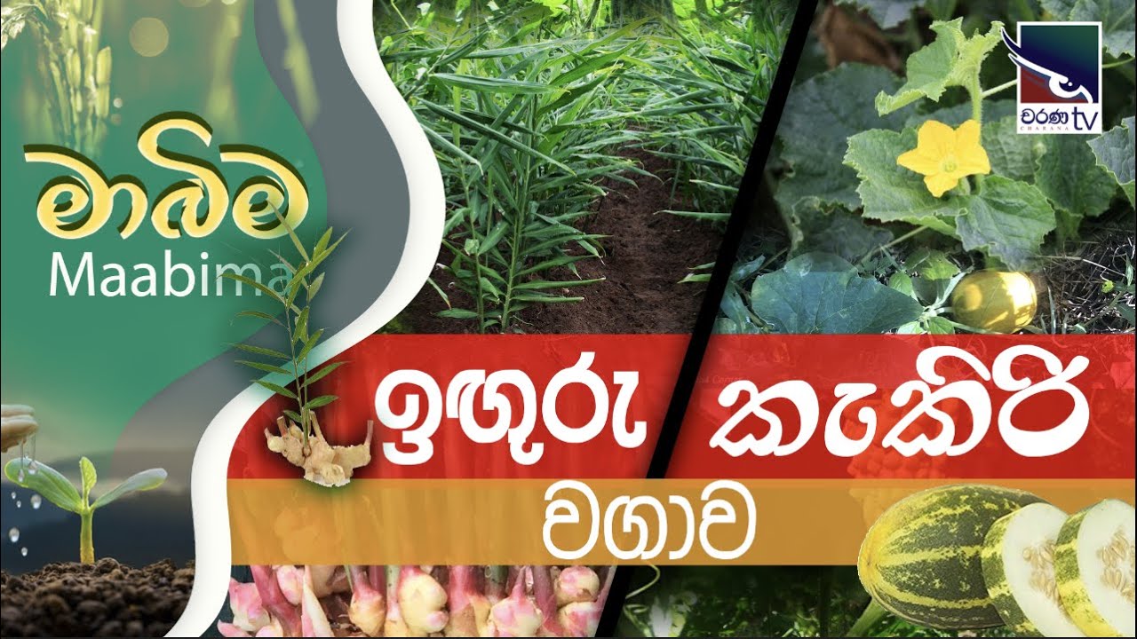 Mabima | ඉඟුරු සහ කැකිරි වගාව