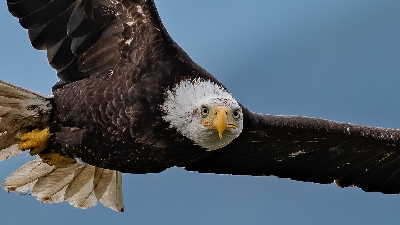 Безумный белоголовый орлан в полете. БОЕВАЯ ФОТОГРАФИЯ с Nikon D850 и 500MM F4