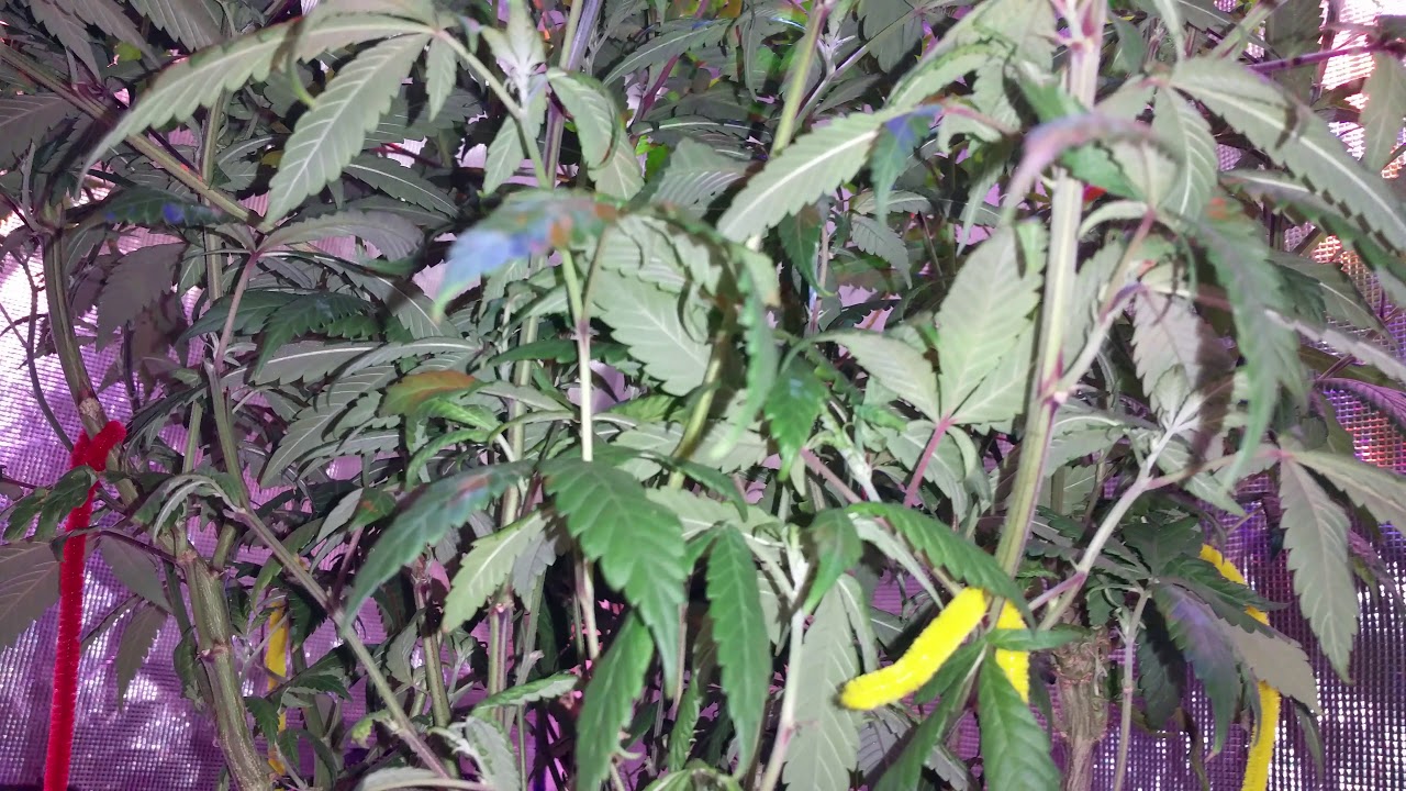Baboon cookies, banana punch 3 week flowering update