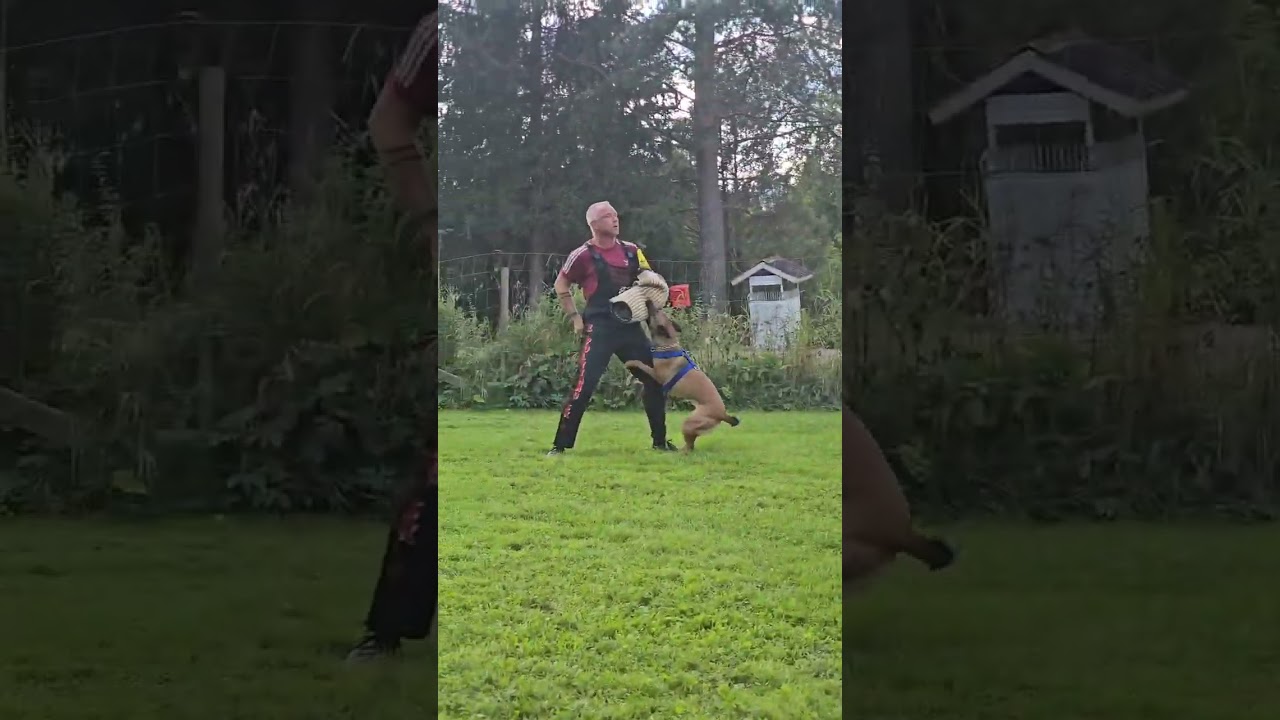 Training with Tommy Andersson #igp #malinois #dogcoach #dogtraining
