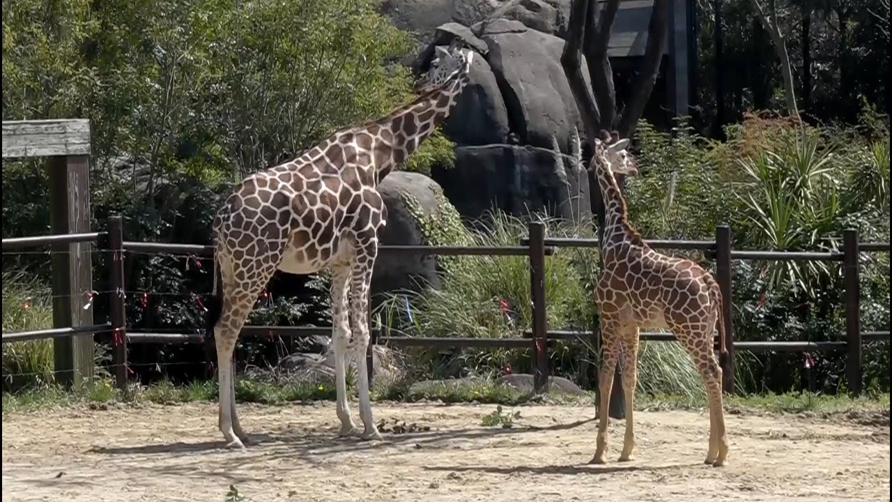 到津の森公園 キリンの子供 (2014.4.2)