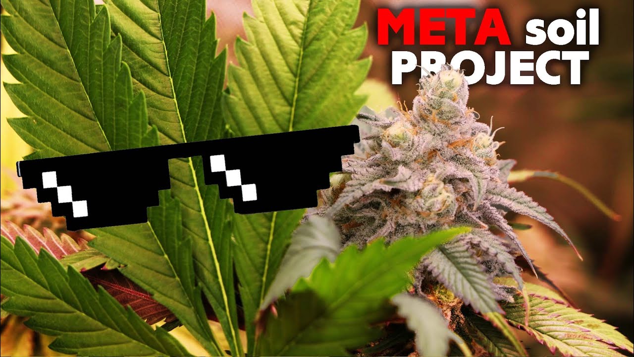 Episode 11 - Sneaky Stretch Leaves, Preventing Bud Rot & Stem Support