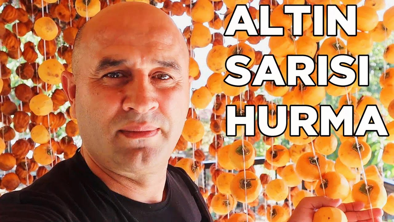 Altın Sarısı Trabzon Hurması Cennet Elması Kozan Hurması Doğal Şekilde  Nasıl Kurutulur |  KOZAN