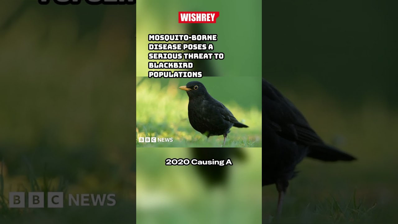 The Usutu Virus: Threatening UK Blackbirds #shorts #wildlife