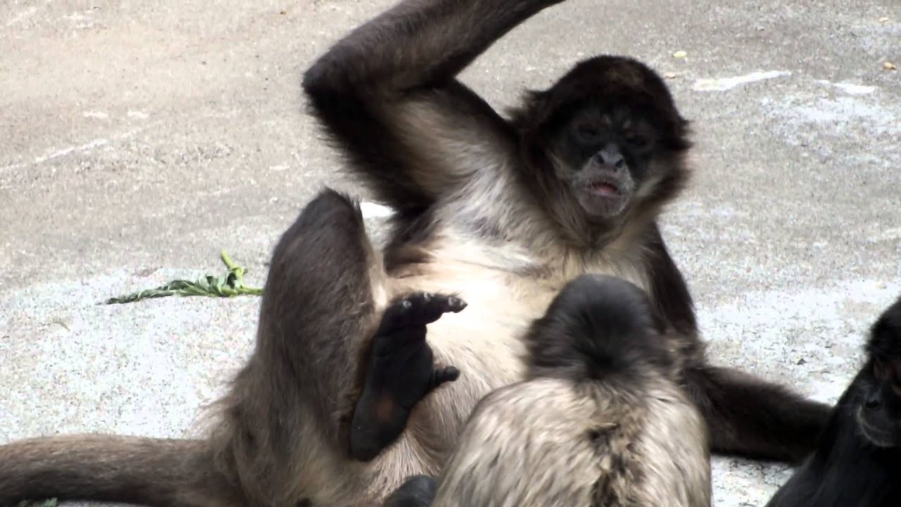 Geoffroy's Spider Monkey mother and child play.遊ぶジェフロイクモザル母子。