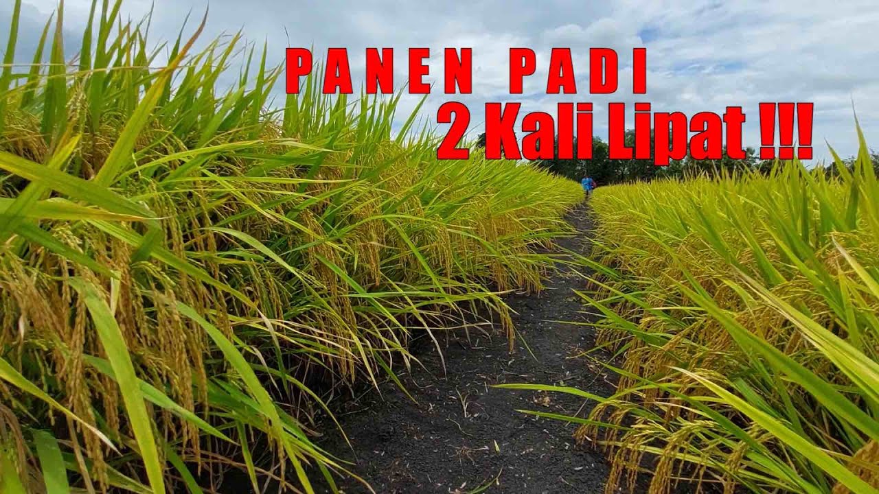 HASIL PANEN PADI INI 2 KALI LIPAT LEBIH TINGGI
