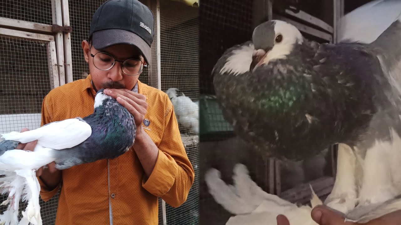 Jitni Chaho Hawa Bharo |pouter pigeons ||fancy kabooter ||Fancy Pigeons ||B4BIRDS
