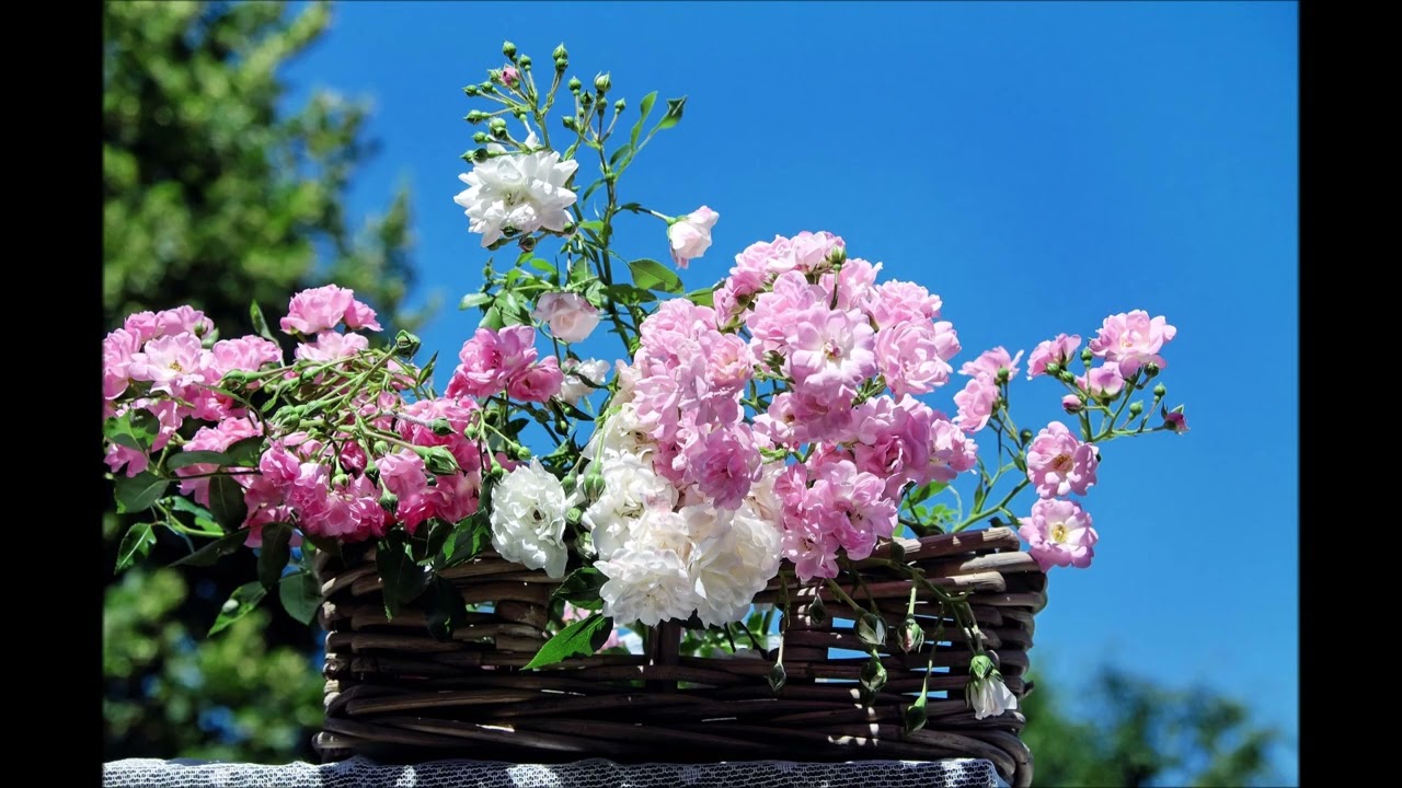 春の花束 （さとうささら）