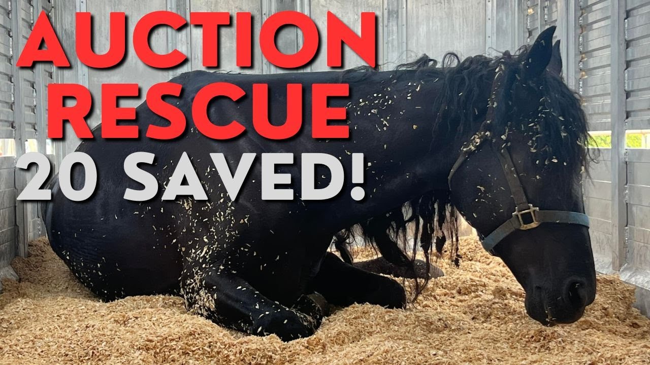 Auction Rescue - Follow Tawnee Through the Day