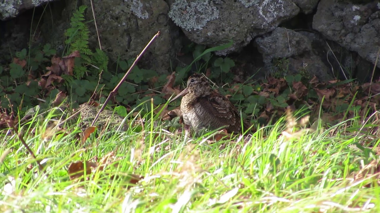 Eurasian Woodcock - Scolopax rusticola