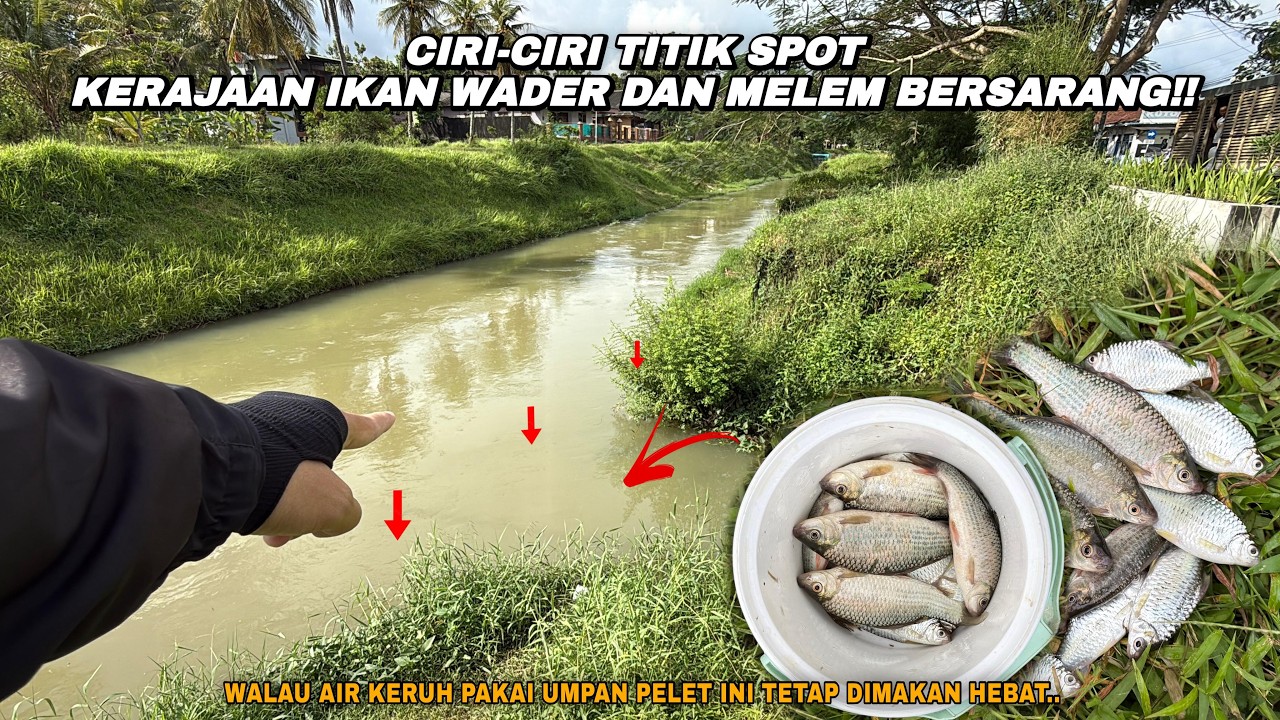 UMPAN COCOK DAN SPOT MENDUKUNG.. SEMPURNA!! Mancing wader teknik kumbul umpan rasbora spot Kutoarjo