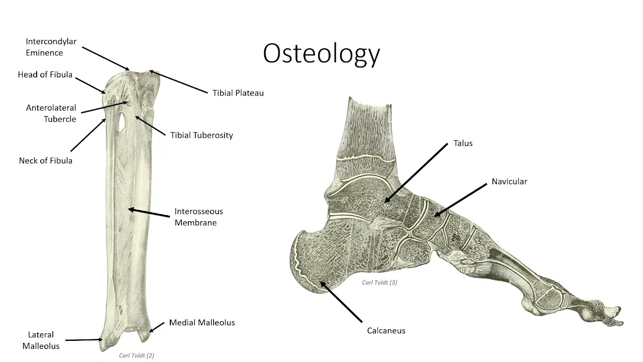 Anatomy Lecture Series – Class 18   The Posterior Compartment of the Leg