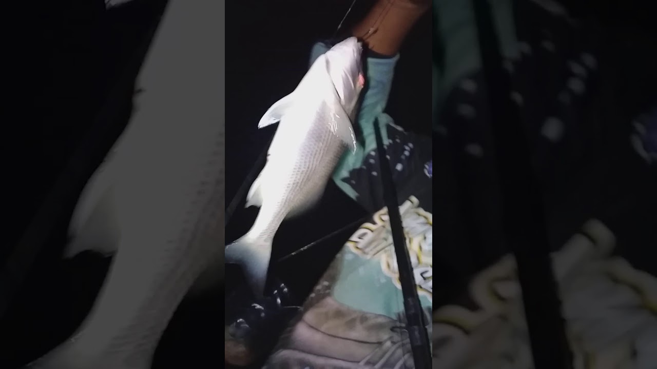 pescando a noite no mara hope.