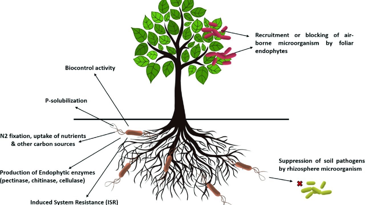 Soil health for bonsai - Live Stream with Peter Warren