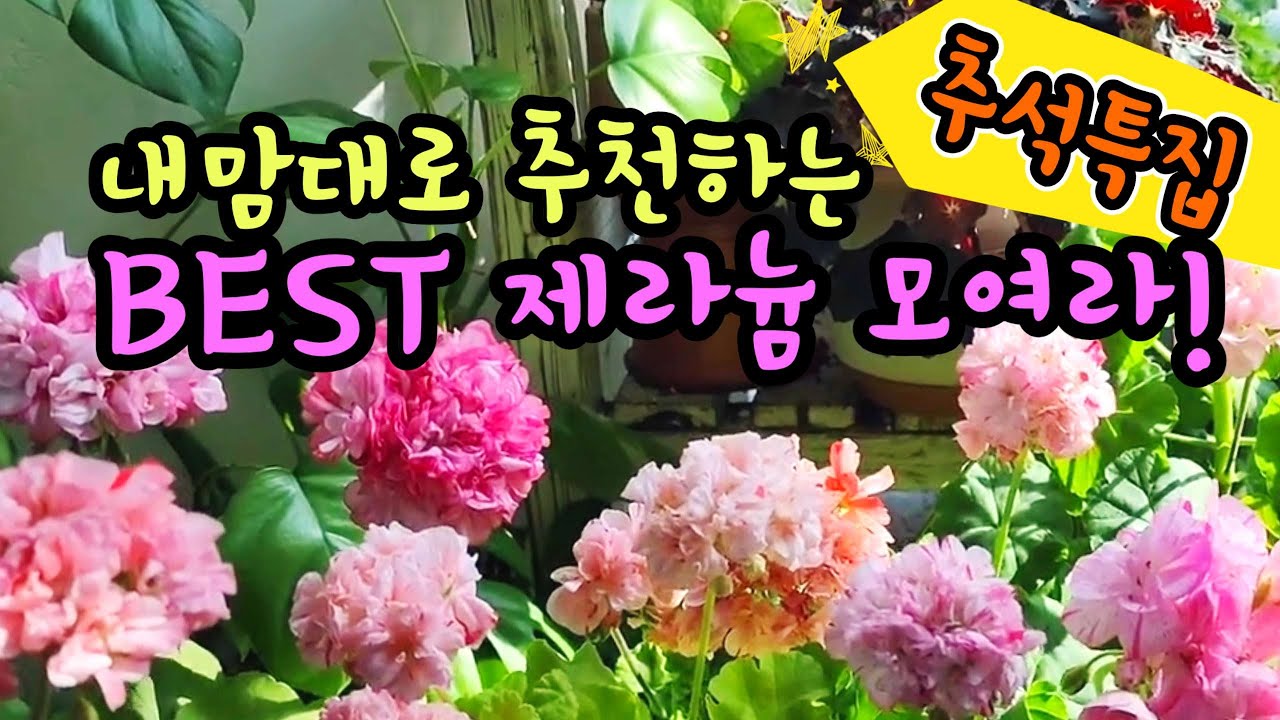 [4K] 추석특집 제라늄 쇼핑의 계절 가을이 왔다! 내맘대로 추천하는 제라늄 BEST!!! 예쁜 꽃구경은 공짜~!!! #제라늄 #pelargonium