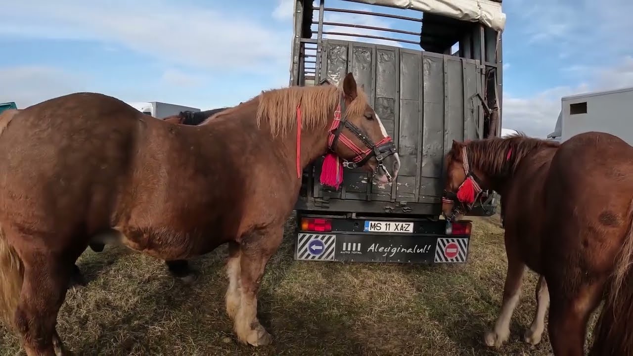 Targul de Cai  de la Sacadat Bihor , Romania  ,25 Nov 2023