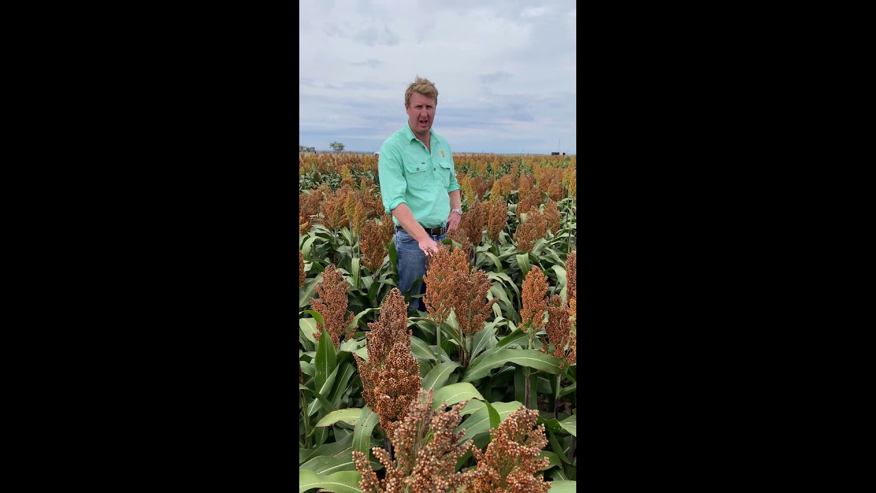 Sorghum Spacing