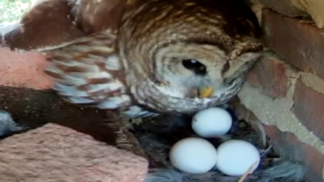 Owl Cam LIVE: day 12 stream. Bernadette the Barred Owl and her three eggs!