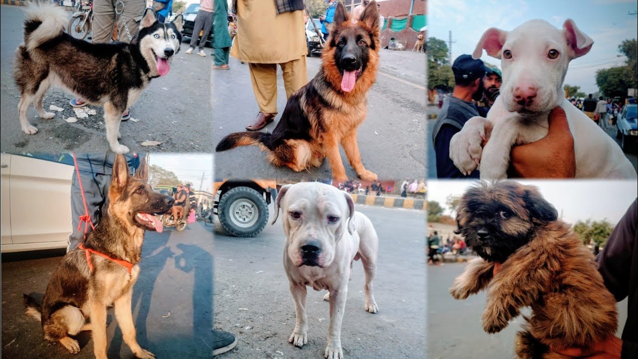 Lahore میں Dogs 🐕 Ki Mandi 30 November | Tollinton Market Lahore | Exploring with YASIR