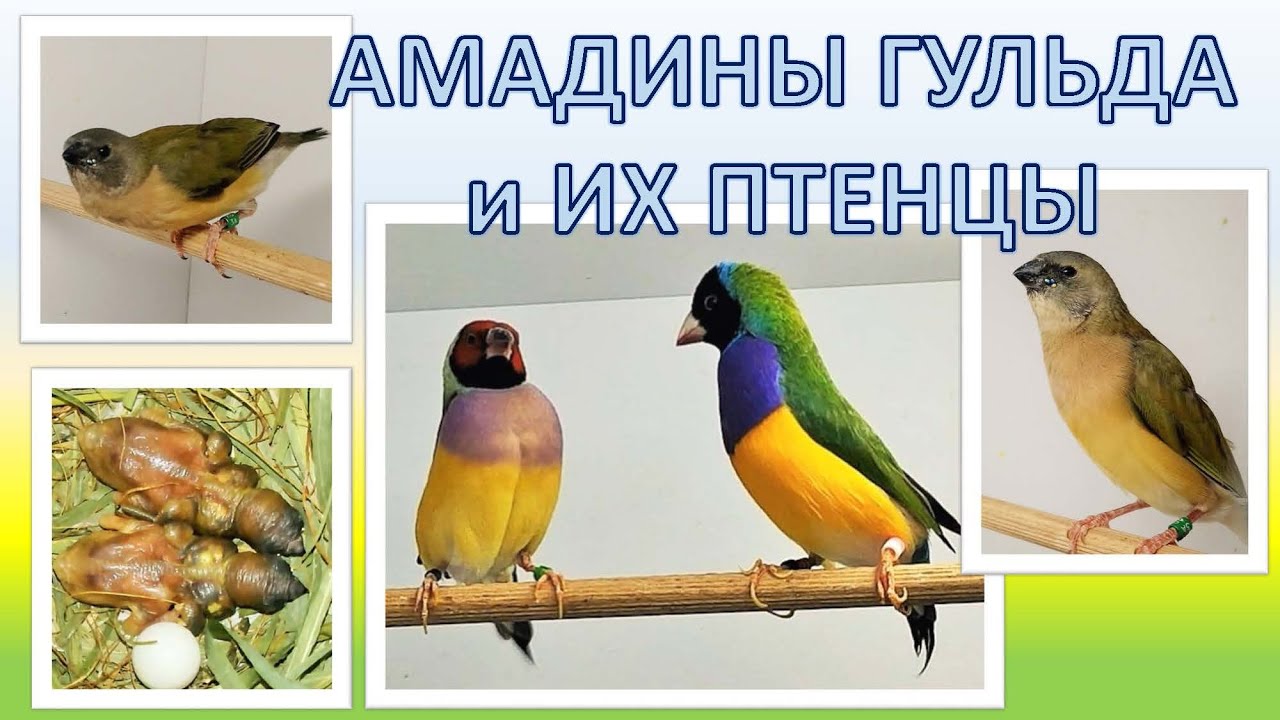 Разведение амадин гульда не для слабонервных, самка не могла разнестись, яйца разбили...