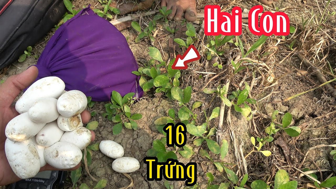 Vô Mùa Bắt Cặp Đẻ Trứng Lụm Liên Tục | Mười Thương SB