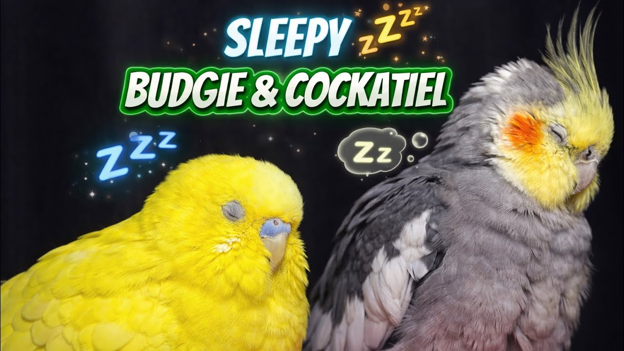 Sleepy budgie and cockatiel 