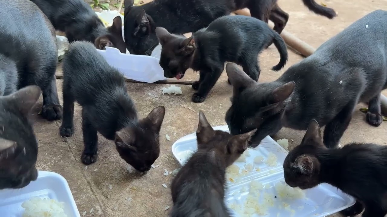 Because they were so hungry, they ate together.#8