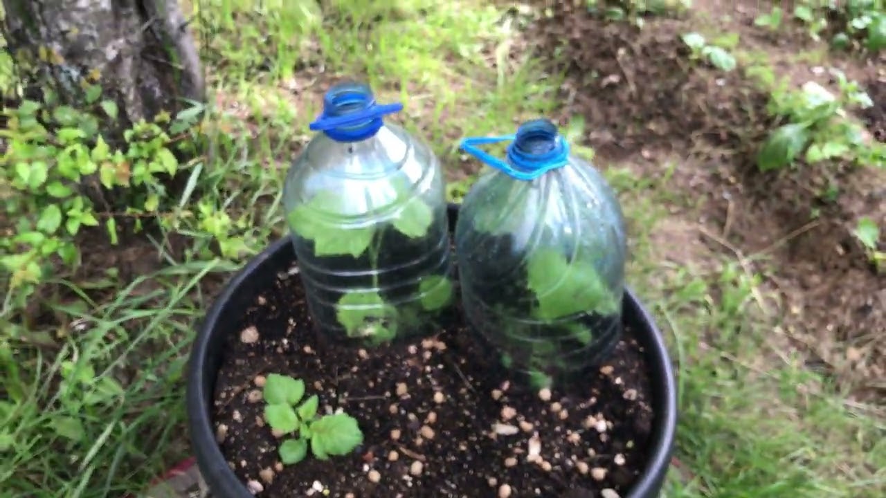 Хоста ирисы размножение Обновленная клумба Hosta & irises propagation My happy green gardening MINSK