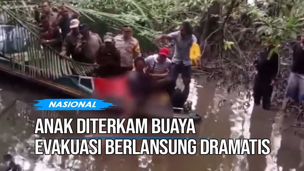 Detik-detik Proses Evakuasi Jasad Anak dari Mulut Buaya Berlangsung Dramatis