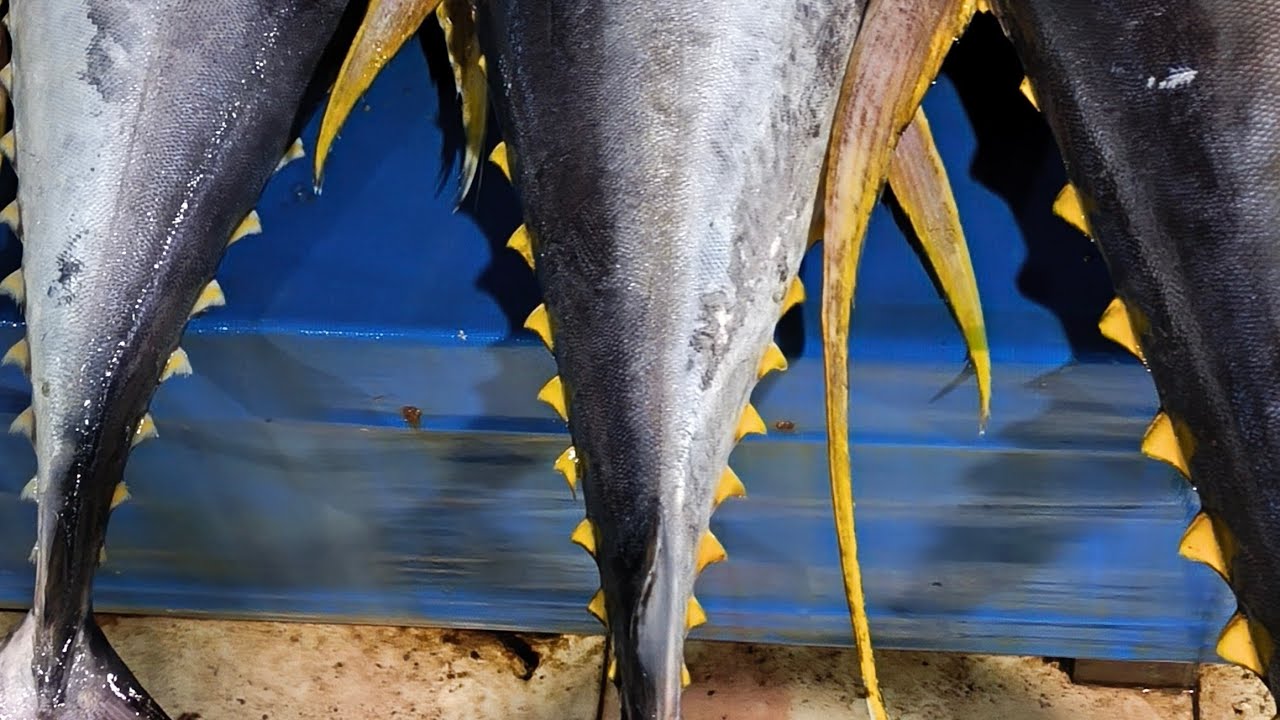 Amazing Big Yellowfin Tuna Cutting Skills 🔥