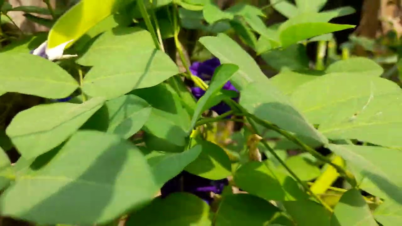 @under the sun, #Asian pigeon wings, #darwin pea, #butterfly pea, #nilkantha, #creeper, #vine,