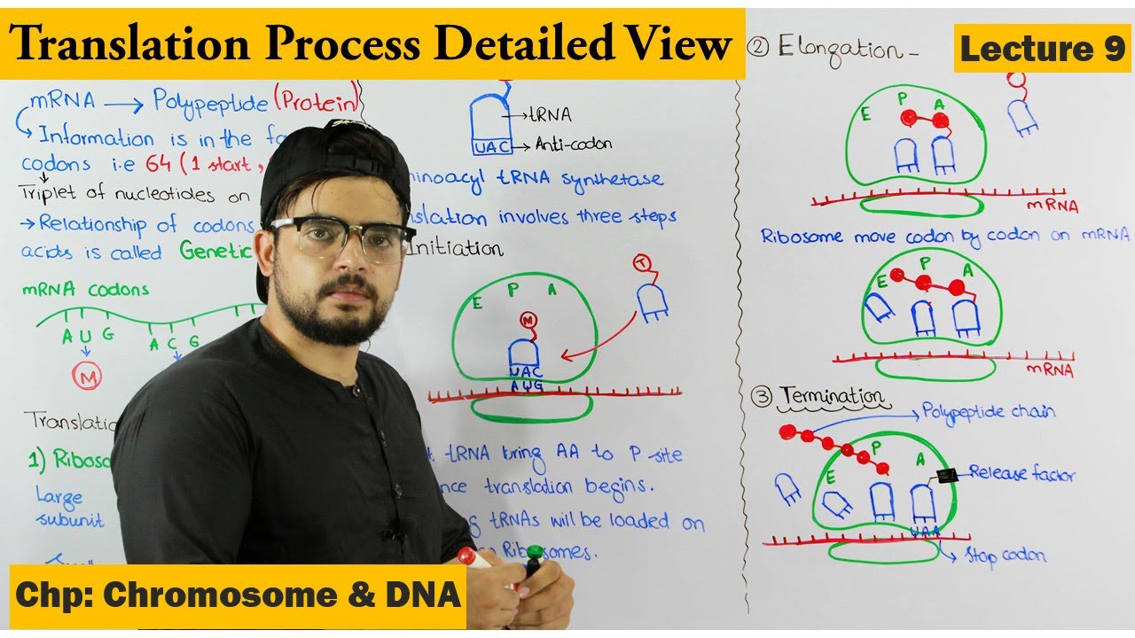 Translation | Protein Synthesis | Step wise | Lecture 9