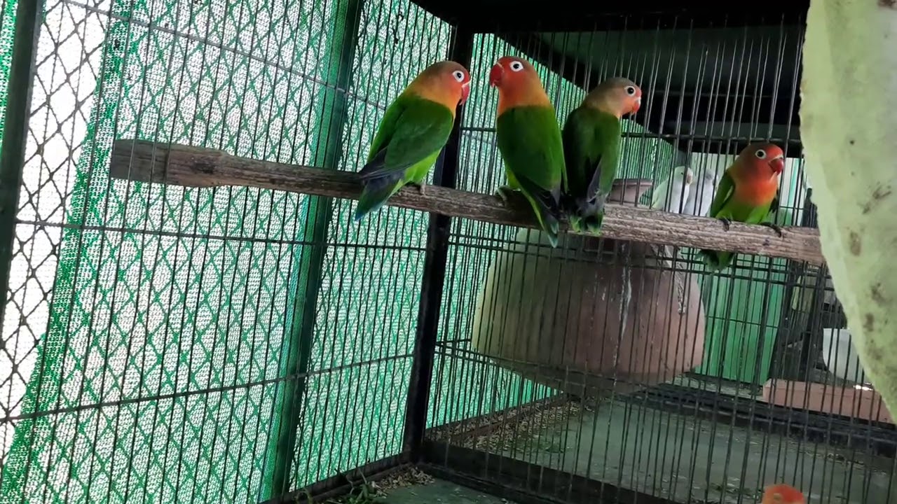 Albino & Lotino fisheri red bloodline strong kesay karte hai