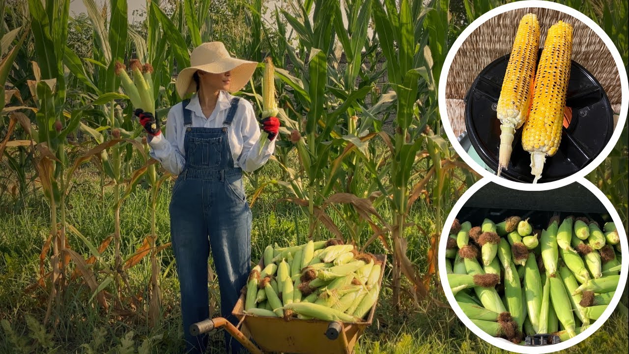 ‏Grilled Corn with Special Sauce | Farm Harvest 🌽with a Village Girl