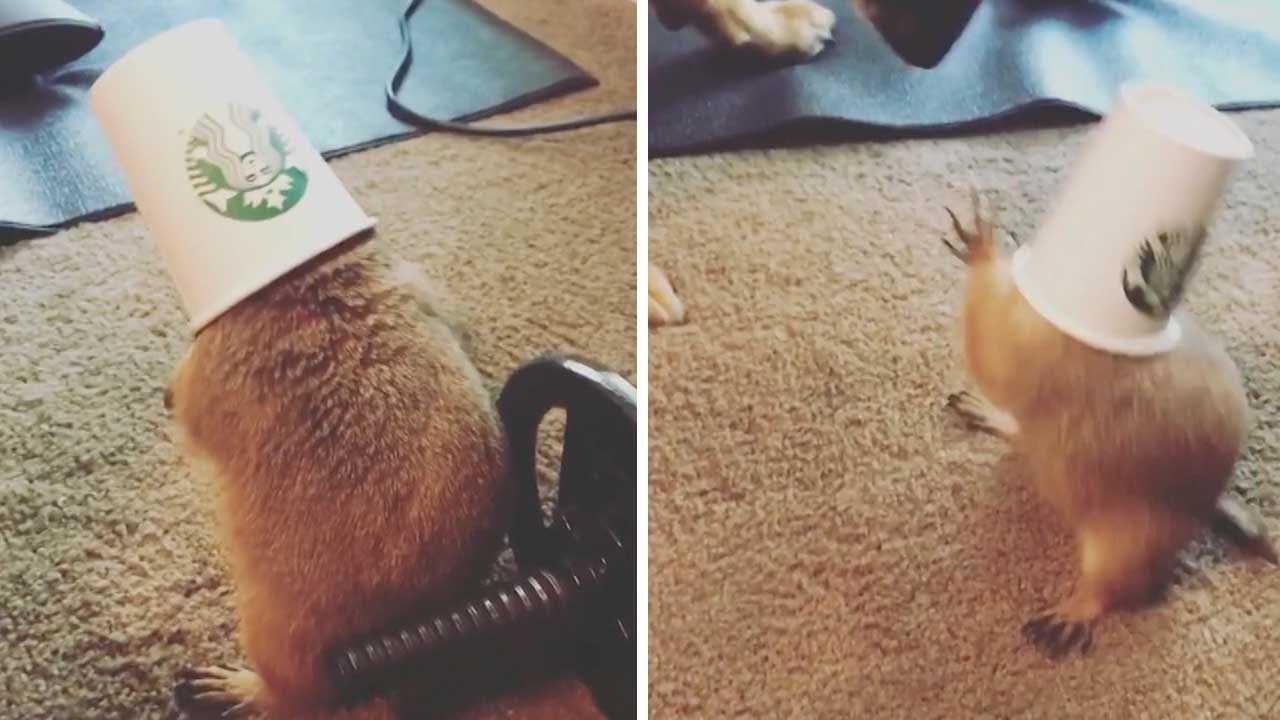 Prairie Dog Gets Cap Stuck On Head