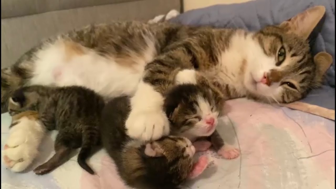Hamile kedi Mırmır doğurdu! Kedilerde hamilelik belirtileri, hamile kedi bakımı, doğum ve sonrası