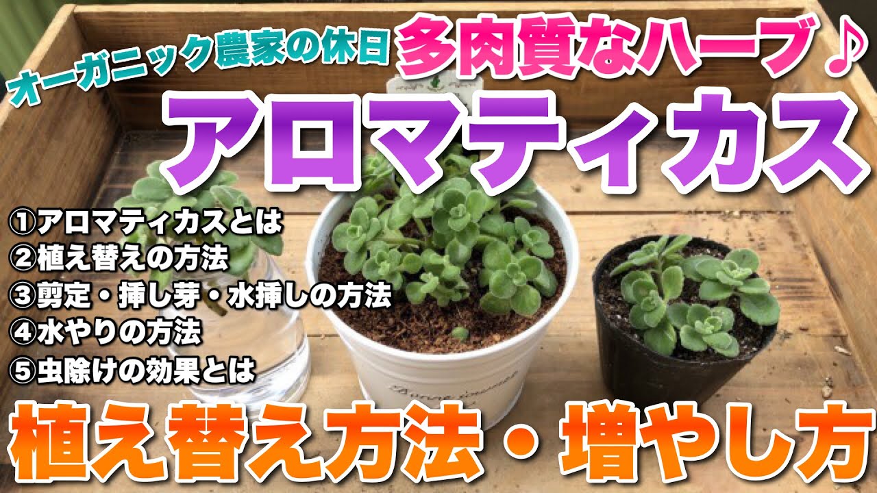 【多肉植物】【アロマティカス】アロマティカスの植え替え・挿し芽・水挿しの方法