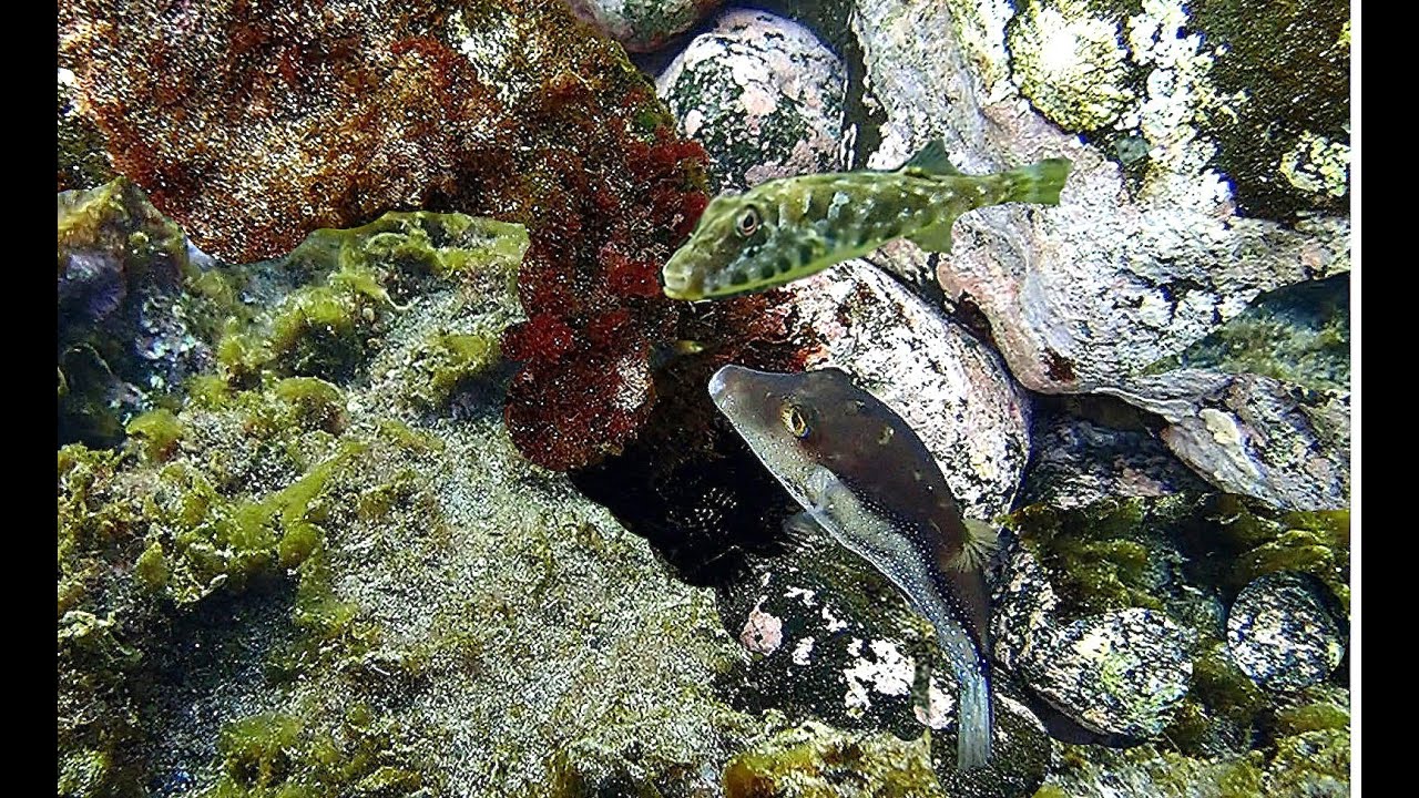 La Gallinita (Canthigaster Capistrata) y el Tamboril (Sphoeroides mamoratus), en el mar de Canarias.