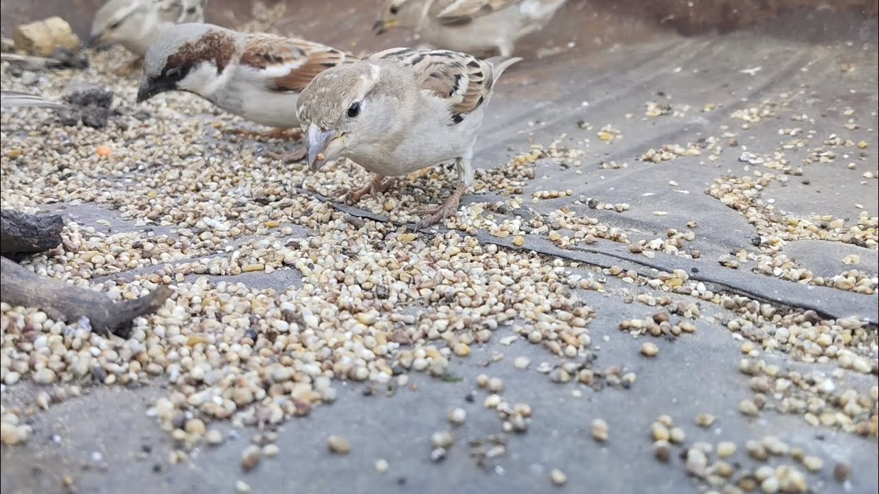 feeding the birds (चिड़ियों को दाना डालना)##