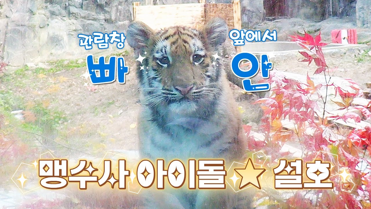 [4K] 관람창을 전-혀 무서워하지 않는 용감한 맹수사 아이돌⭐ 설호입니다! / 서울대공원 시베리아 호랑이 펜자, 아기 호랑이 설호