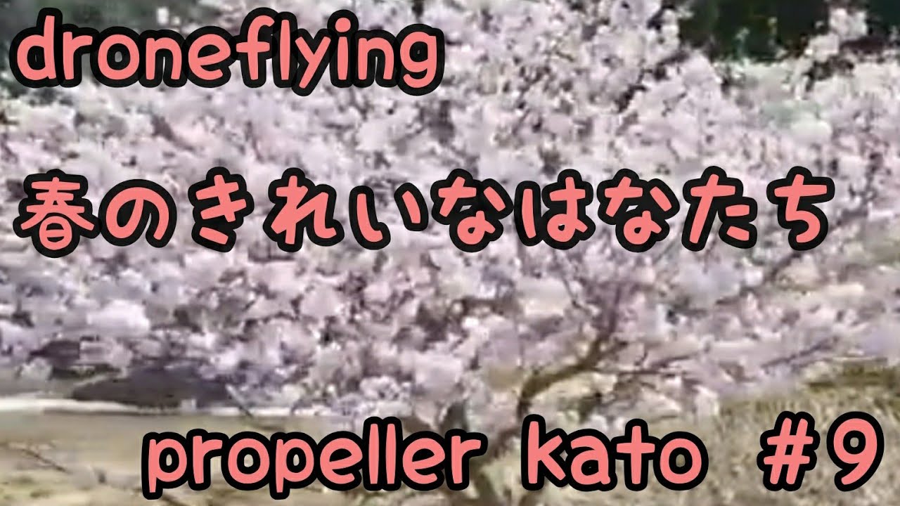 【drone flying】the spring  flower japan