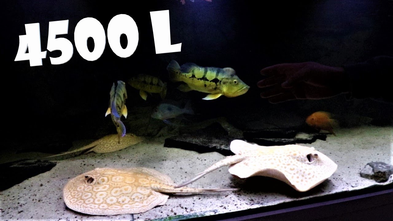 XXL 4500l Rochen Mega Aquarium + Zuchtanlage von @Amazonasbecken.eu