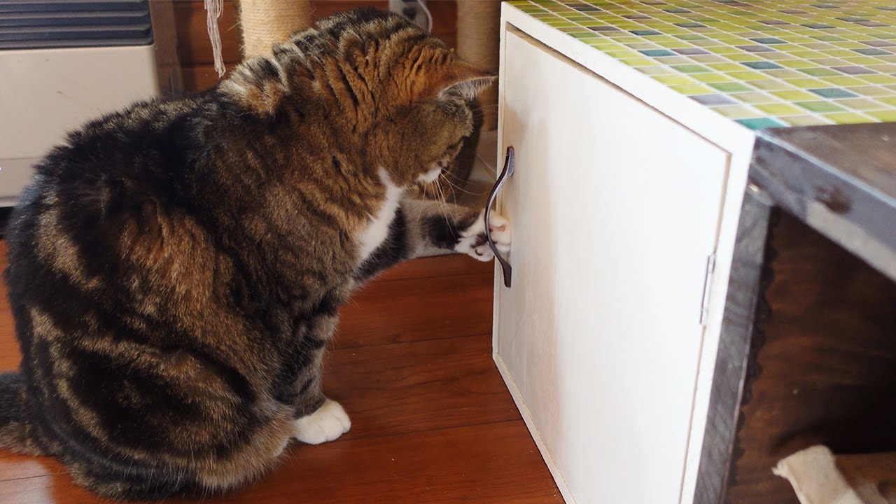 ついに扉を開けられたねこ。でも…- Maru finally opened the door  But...-