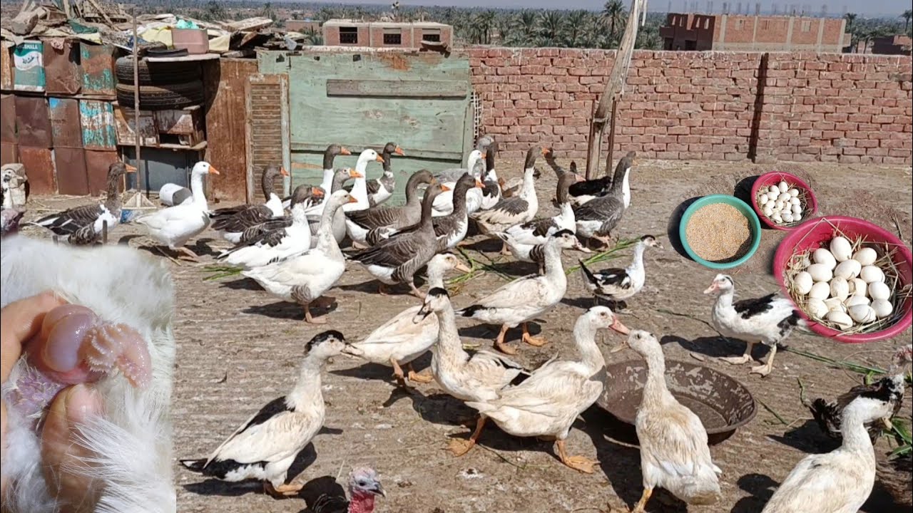 بعد غياب طويل رجعت علي السطح جمعت بيض الوز خير ربنا كبير اتصدمت من انتاج البيض مفاجأة من الوز 😮😮