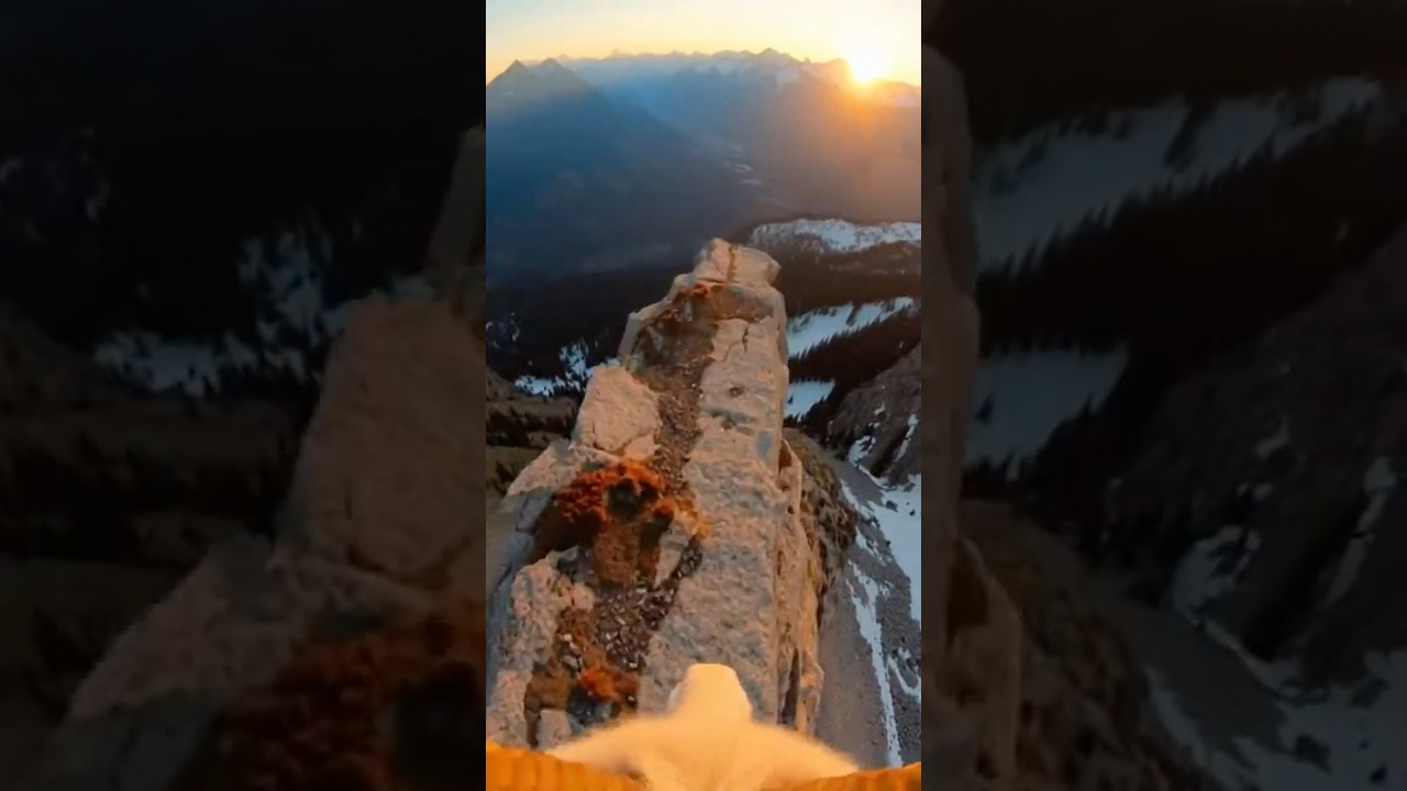 Wildlife Photographer's Wild Ride | POV from Mountain Goat! 