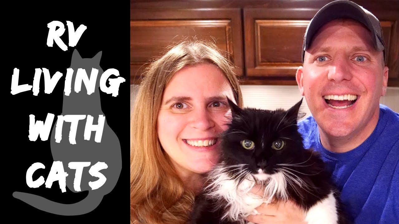 RV Living with Cats - Full Time RV Tips